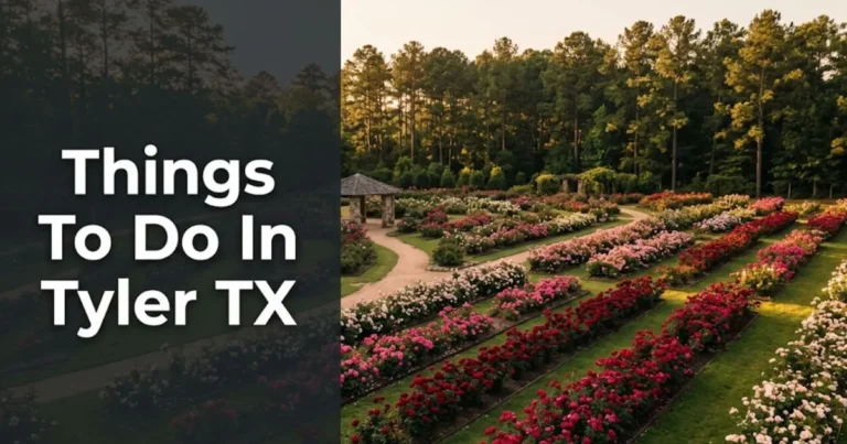 Things to do in Tyler TX featuring the Tyler Municipal Rose Garden at golden hour with rows of blooming red roses