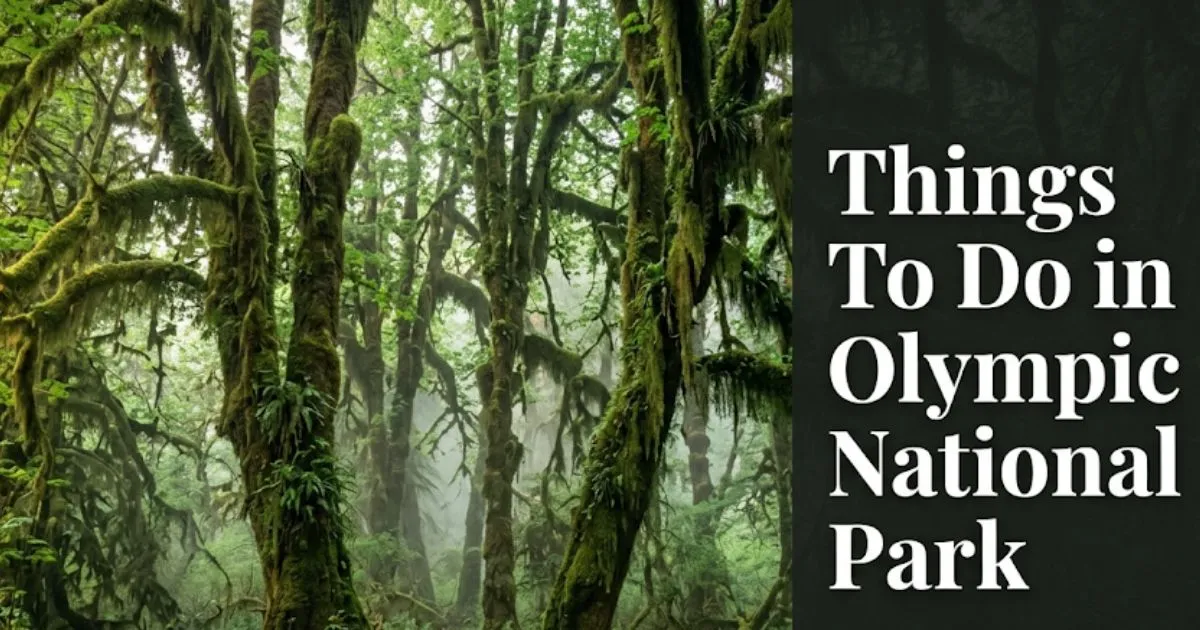 Things to do in Olympic National Park guide hero image showing the Hall of Mosses trail in Washington State's Hoh Rain Forest